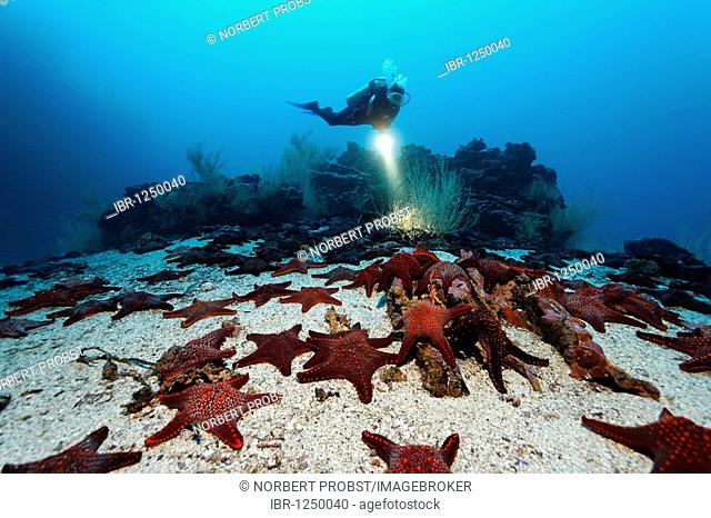 Gathering of Knobby Star Starfish (Pentaceraster cumingi) on sandy ground in front of a reef with a diver, Cousin Rock, UNESCO World Heritage Site
