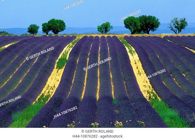 Valensole, France, Provence, Alpes-de-Haute-Provence, lavender field, lavender, trees, almond trees