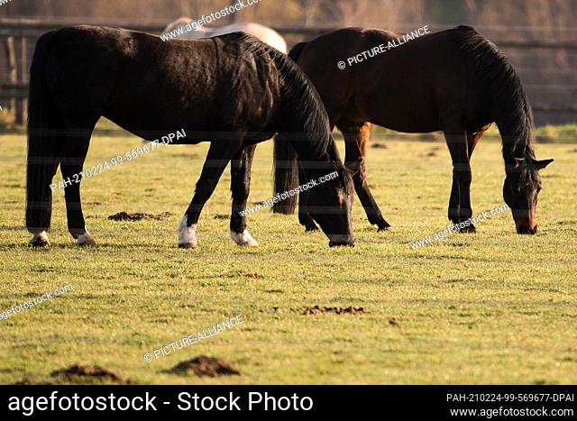 24 February 2021, North Rhine-Westphalia, Hackenbroich: Horses grazing in a pasture in the sunshine. Unusually mild temperatures await people in North...
