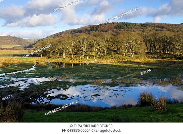 Habitat. Freshwater marsh and woodland. RSPB Ynys Hir reserve. Ceredigion, Wales. February