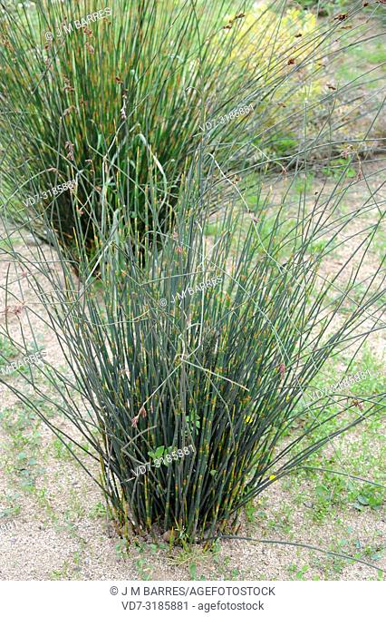 Dune thatching reed (Thamnochortus fraternus) is a perennial plant native to coastal dunes of South Africa