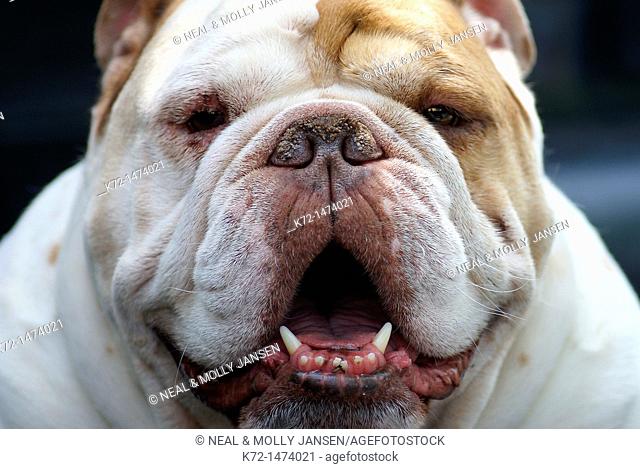 Bulldog face smiling