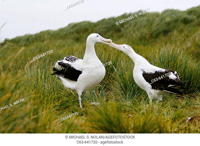Adult wandering albatross (Diomedea exulans) exhibiting courtship behavior on Prion Island, which lies in the Bay of Isles towards the west end of South Georgia...