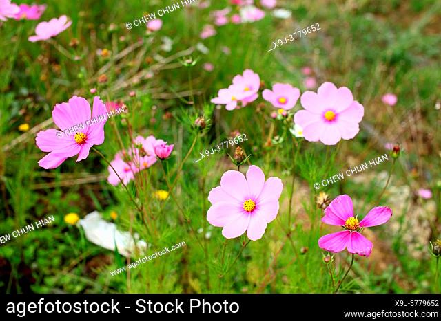 Garden flower, cosmos bipinnatus, garden cosmos, mexican aster
