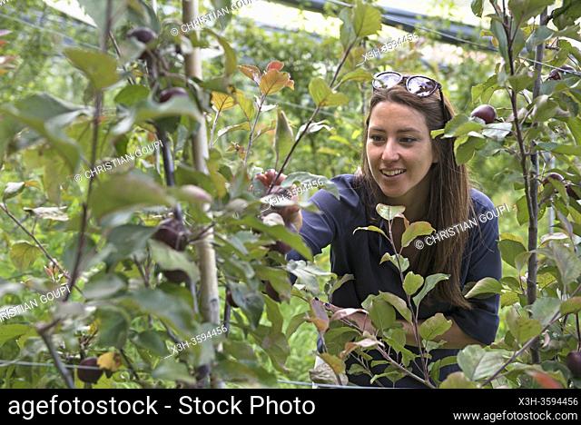 jeune femme visitant un verger de pommiers, Valdaora di Sotto, Region du Trentin-Haut-Adige, Tyrol du Sud, Italie, Europe du Sud/young woman visiting an apple...
