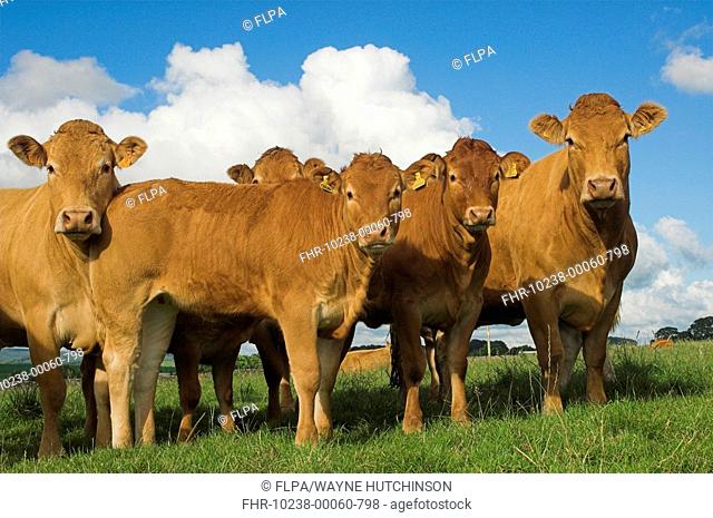 Domestic Cattle, Limousin herd, standing in pasture, Lancashire, England