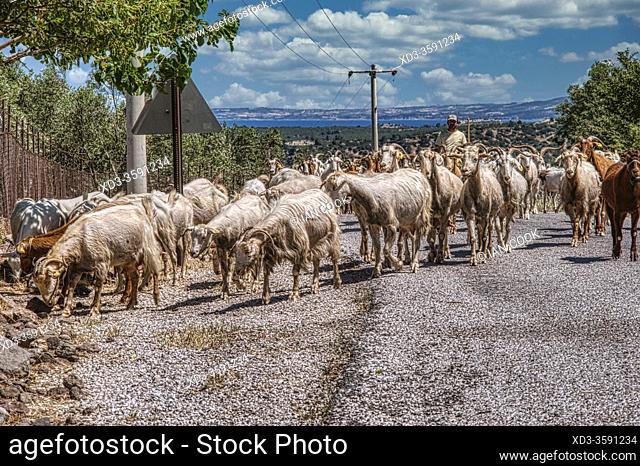 goats on road, Gulpinar - Babakale Road, Biga Peninsula, Turkey