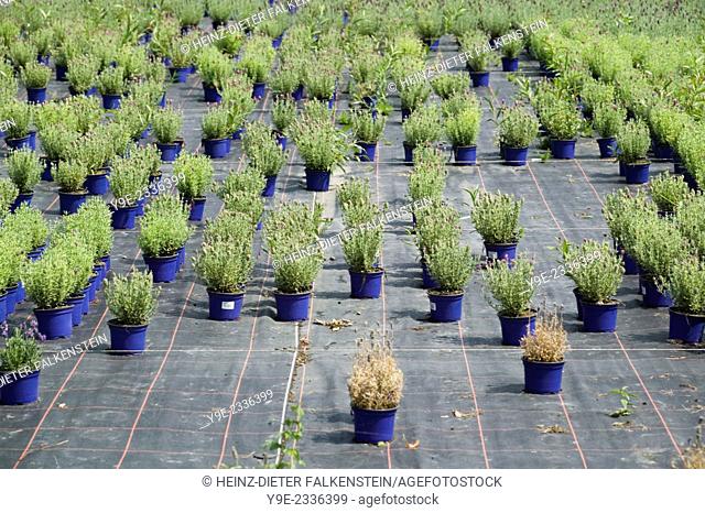 Lavender Lavandula vera officinalis, medicinal plant, gardening pot plants, Germany, Europe