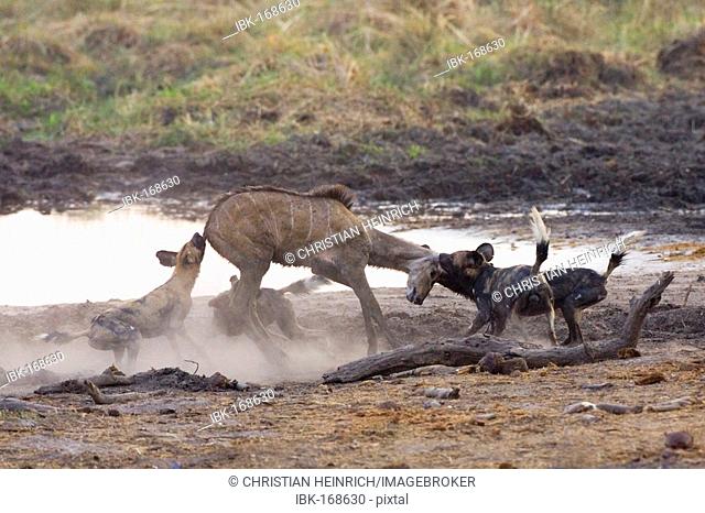 African wilddogs - Lycaon pictus - are hunting a carless young kudu. Linyanti, Chobe National Park, Botswana, Africa