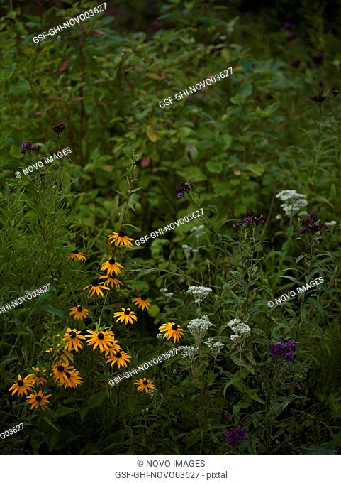 Rudbeckia, Common Boneset and New York Ironweed Flowers at Dusk
