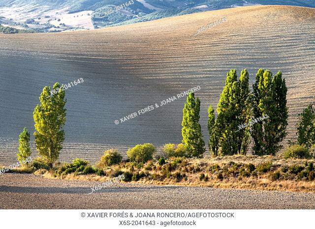 Crops near Monreal, Navarra, Spain