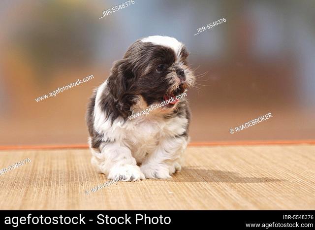 Shih-Tzu, puppy, 6 weeks