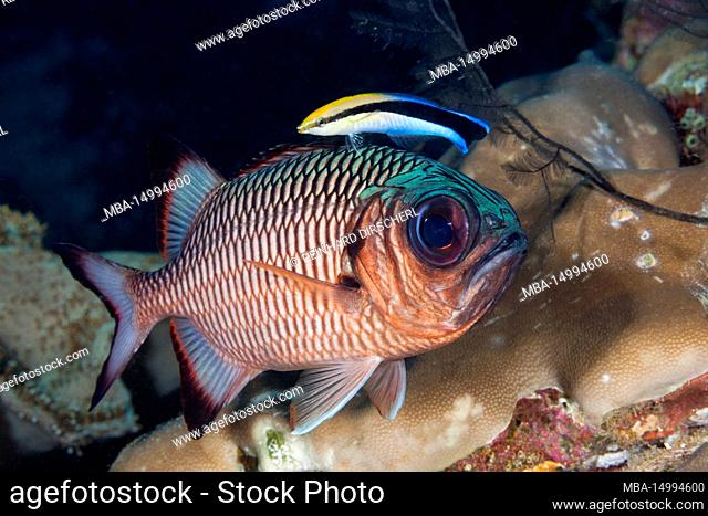 Cleanerwrasse cleans Soldierfish, Labroides dimidiatus, Raja Ampat, West Papua, Indonesia
