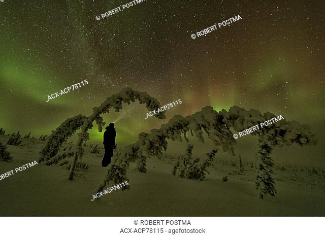 Person standing in the snow framed by trees while the aurora borealis or northern lights dance above, northern Yukon