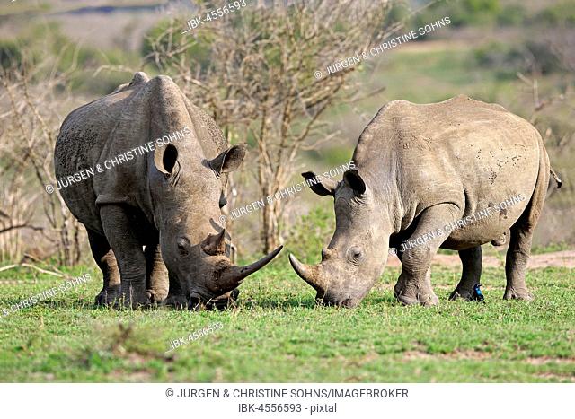 White rhinoceroses (Ceratotherium simum), dam with young animal, feeding, foraging, Hluhluwe-iMfolozi National Park, KwaZulu Natal, South Africa