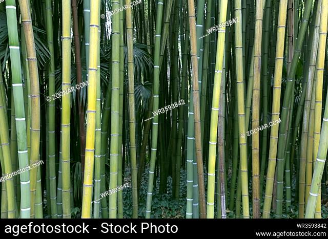 Frischer grüner Bambus