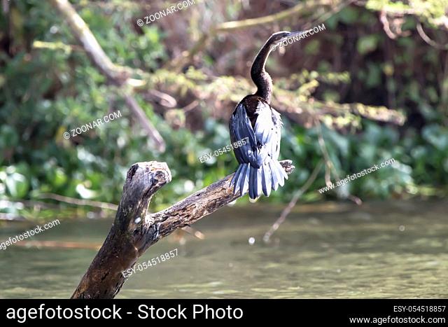 african darter that sits on a dry, submerged tree on Lake Victoria