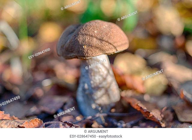 brown cap boletus growing in the forest close up (Leccinum scabrum)