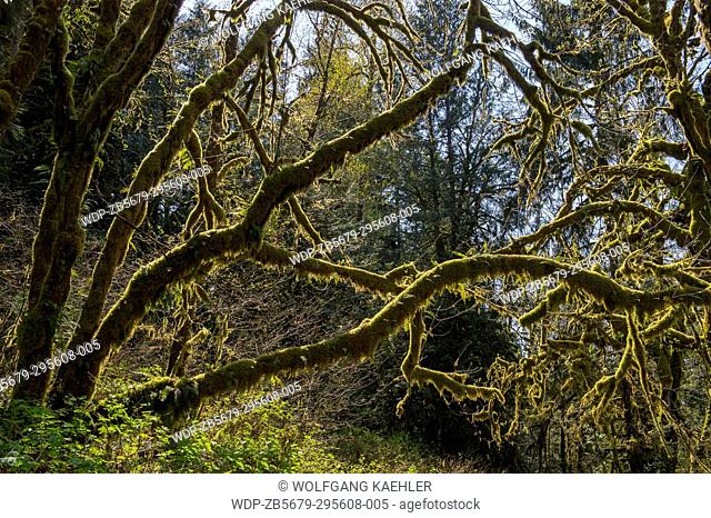 Tree overgrown with moss along the Lime Kiln Trail near Granite Falls, Washington State, USA