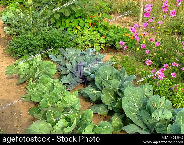 vegetable patch with herbs and flowers: cabbage (brassica), parsley (petroselinum crispum), basil (ocimum basilicum), cosmea, nasturtium (tropaeolum)