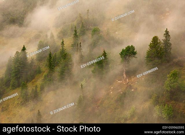 Mysterious arolla pine forest growing on a hillside in mountains covered in a mist. Treetops peeking from a white fog in the morning