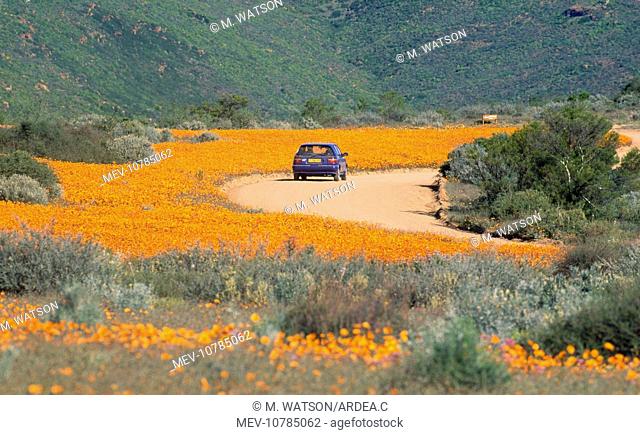South Africa - orange daisies (Dimorphotheca sinuata)