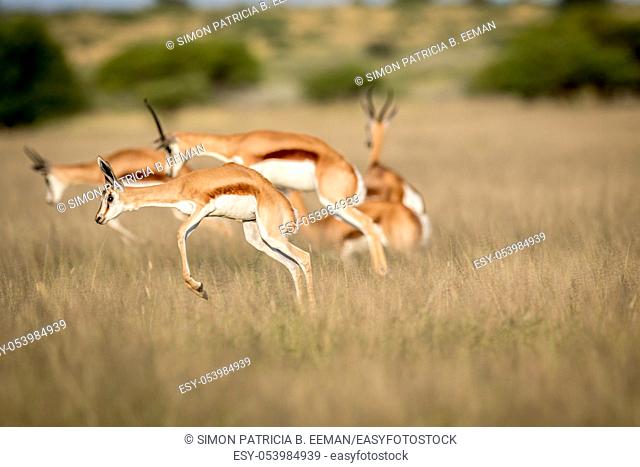 Springboks pronking in the Central Kalahari Game Reserve, Botswana