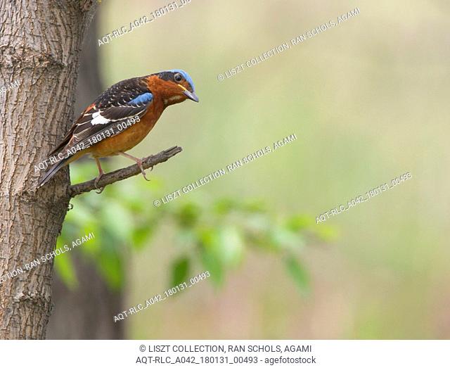 White-throated Rock Thrush perched on branch China, White-throated Rock Thrush, Monticola gularis