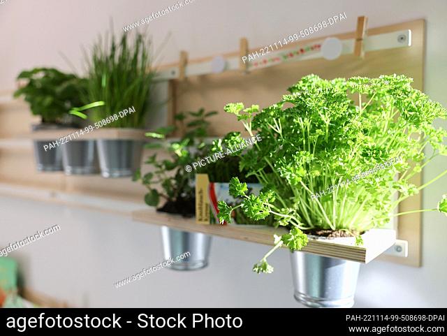 04 November 2022, North Rhine-Westphalia, Cologne: Herbs in pots hang on the wall at a daycare center. The Fröbel kindergarten in Kalk has been offering a...