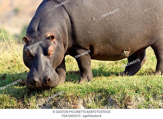 Hippopotamus (Hippopotamus amphibius), Chobe National Park, Botswana