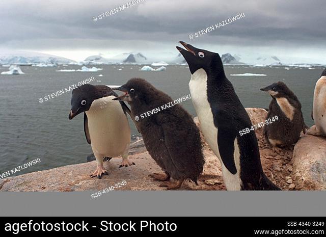 Antarctica, Antarctic Peninsula, Adelie penguin (Pygoscelis Adeliae), adults and chick by Southern Ocean
