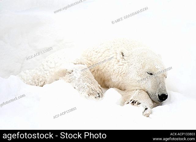 Polar bear, Ursus maritimus) on frozen tundra along the Hudson Bay Coast Churchill, Manitoba, Canada