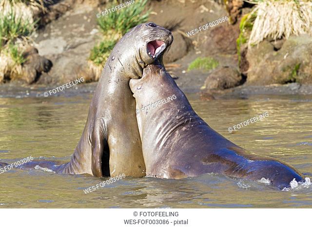 South Atlantic Ocean, United Kingdom, British Overseas Territories, South Georgia, Young southern elephant seal playing