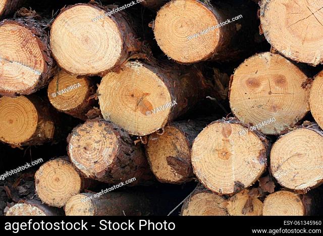Wooden logs of pine woods in the forest, stacked in a pile by the side of the road. Freshly chopped tree logs stacked up on top of each other in a pile