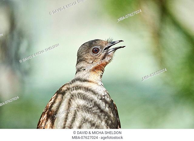 Superb lyrebird (Menura novaehollandiae), portrait, side view, singing