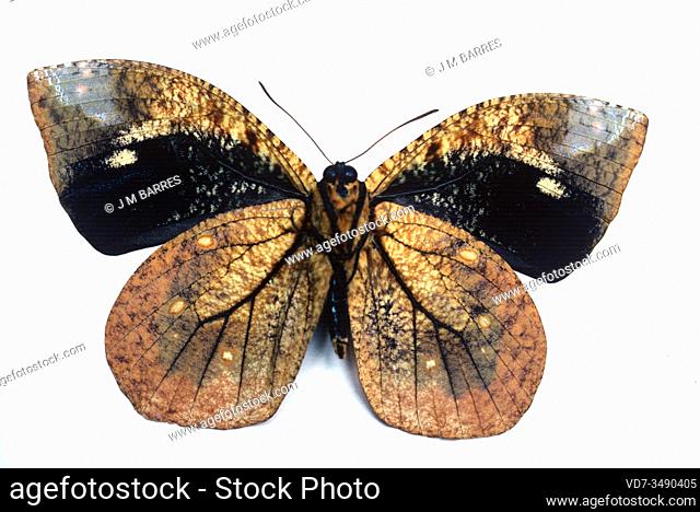 Dynastor darius is a butterfly native to Americas. Ventral surface