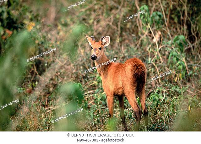 Marsh deer, female, standing in a water pond. Pantanal near Pocone. Mato Grosso. Brazil
