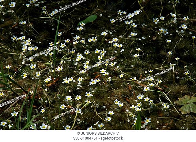Water Crowfoot (Ranunculus trichophyllus). flowering stand