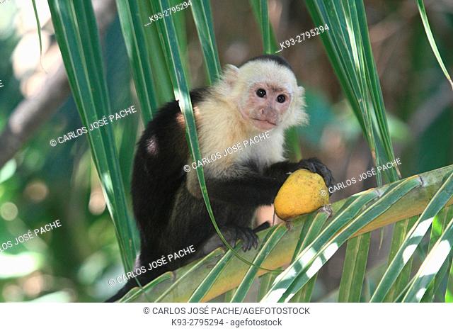 Un mono capuchino cabeciblanca (Cebus capucimus). Parque Nacional de Manuel Antonio