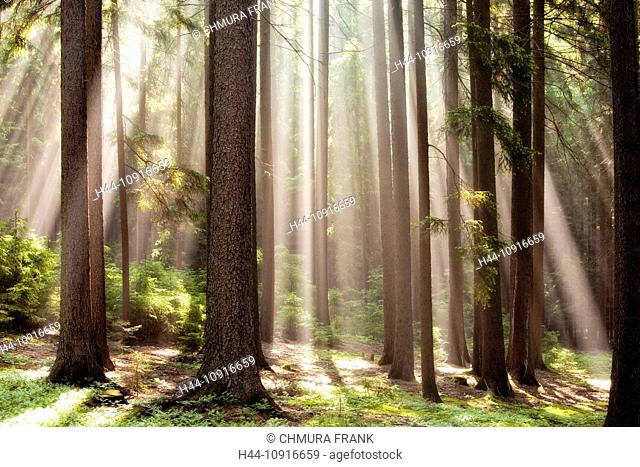 forest scene with sun rays shining through branches