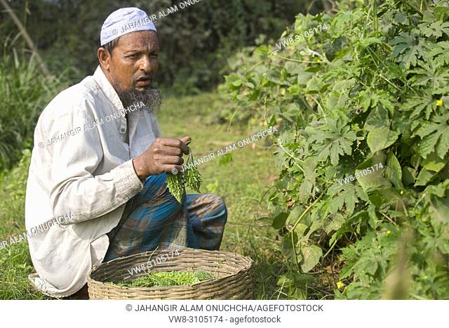 An old man picking fresh bitter melon (korola) at Jessore, Bangladesh