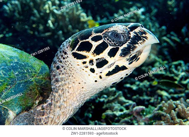 Green Turtle (Chelonia mydas) closeup, Tatawa Besar dive site, between Komodo and Flores islands, Komodo National Park, Indonesia