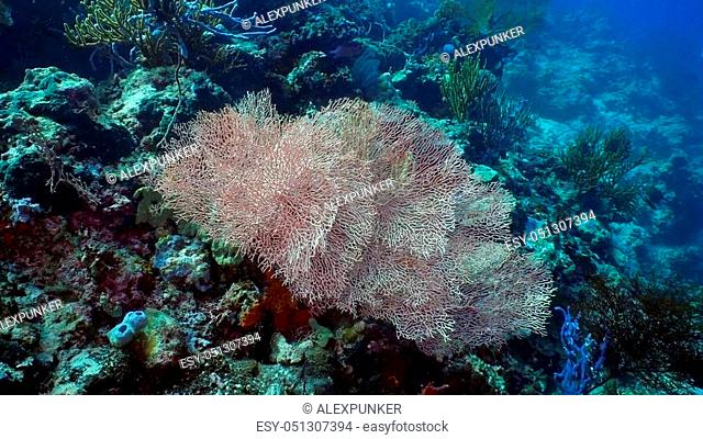 Fish and coral reef. Tropical fish on a coral reef. Wonderful and beautiful underwater world with corals and tropical fish. Hard and soft corals