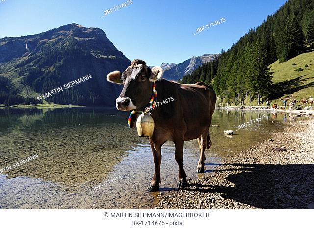 Cow with cow bell, cattle drive on Lake Vilsalpsee at Tannheim, Tannheimer Tal high valley, Tyrol, Austria, Europe