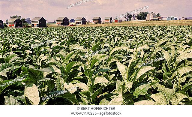 Tabaco Farm Field with drying shed near London, Ontario, Canada