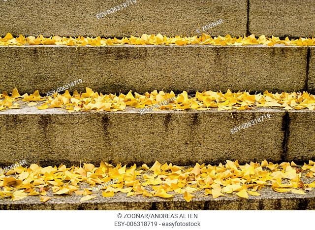 Yellow ginkgo leaves on stairs in autumn