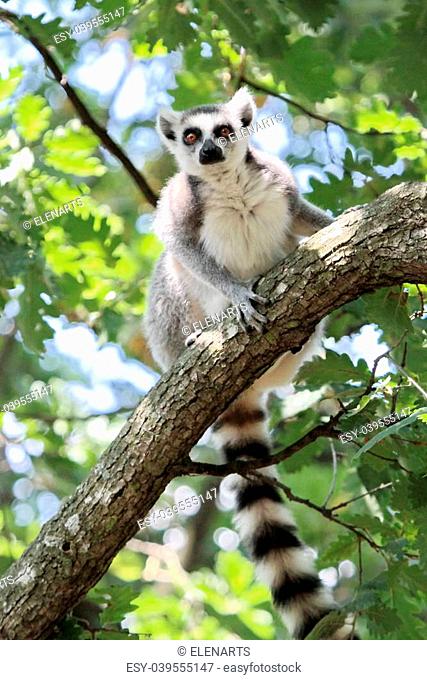 Lemur catta (maki) of Madagascar sitting on a branch and looking down