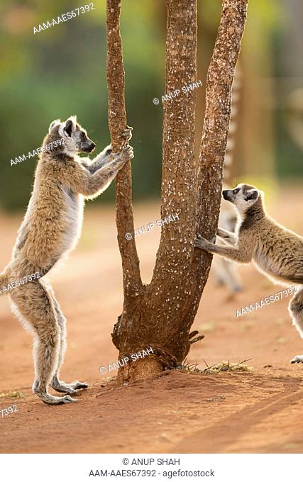 Ring-tailed Lemur male (Lemur catta) 'palmar-marking' using scent glands on the inner forearm (antebrachial organ). Berenty Private Reserve, Madagascar