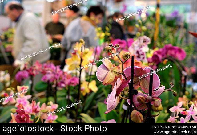18 February 2023, Saxony, Leipzig: Orchids bloom at a stand in the Botanical Garden of the University of Leipzig. An orchid show will be held there from Feb