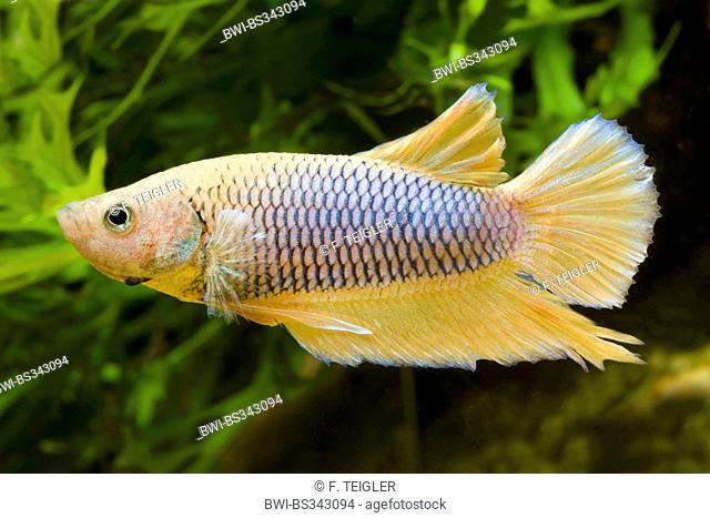 Siamese fighting fish, Siamese fighter (Betta splendens), breed Shorttail Yellow